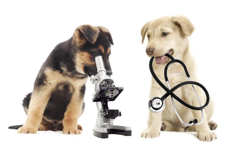 Κτηνίατρος-Κτηνιατρείο Μέμμου Ειρήνη-doctors4y.gr