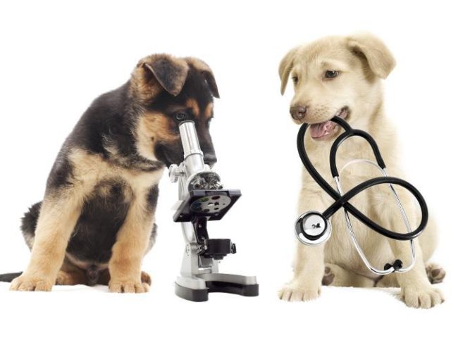 ΚΤΗΝΙΑΤΡΟΣ | ΚΤΗΝΙΑΤΡΕΙΟ ΜΕΜΜΟΥ ΕΙΡΗΝΗ | ΘΕΣΣΑΛΟΝΙΚΗ