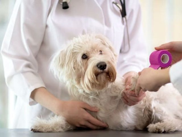 ΚΤΗΝΙΑΤΡΟΣ ΙΩΑΝΝΙΝΑ | ΒΕΖΥΡΓΙΑΝΟΓΛΟΥ ΣΟΦΙΑ